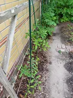 Garten 2021 (1942).webp