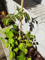 Garten 2021 (1542).webp