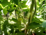 IMG_20210606_110905.jpg
