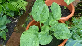 P1290041.webp