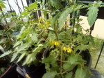 IMG_20210606_120639.jpg
