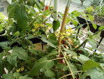IMG_20210606_120717.jpg