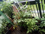 IMG_20210606_120709.jpg