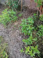 IMG_20210606_102931.webp