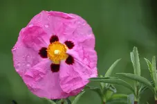 IMG_0852.JPG