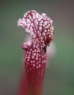 IMG_0856.JPG