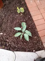 IMG_20210606_142716_7.webp