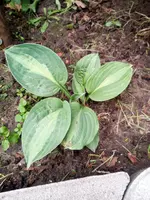 IMG_20210606_142611_1.webp