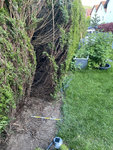 Thuja Hecke halbieren.jpeg