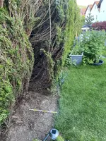 Thuja Hecke halbieren.webp