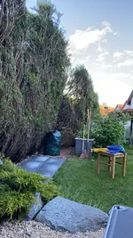 Thuja Hecke schmälern.webp