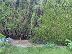 Thuja Hecke zusammenbinden.jpeg