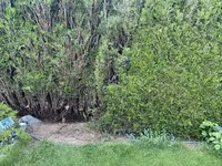 Thuja Hecke zusammenbinden.webp