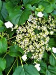 IMG_20210606_144215_2.jpg