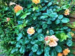 IMG_20210606_143419_1.jpg