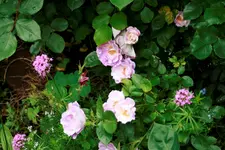 _MG_0112.webp