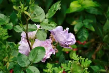_MG_0167.webp