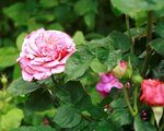 _MG_0126.JPG