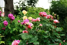 _MG_0127.webp