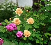 _MG_0131.webp