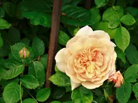 _MG_0132.webp