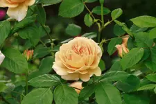 _MG_0133.webp