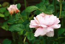 _MG_0148 (2).webp