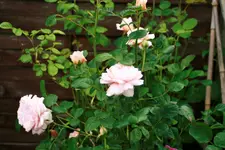 _MG_0149.webp