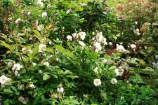 _MG_0116.webp