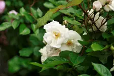 _MG_0117.webp