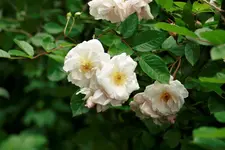 _MG_0119.webp