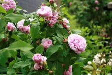 _MG_0120.webp
