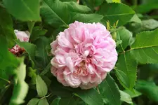 _MG_0121.webp