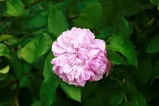 _MG_0122.webp
