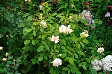 _MG_0125.webp