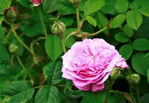 _MG_0114.webp