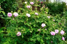 _MG_0115.webp