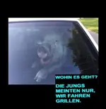 Schwein.webp