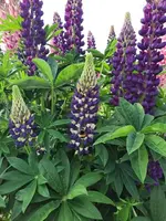 k-20210605_085535.webp