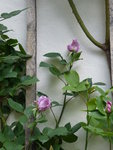 P1030821Kletterrose Azubi.JPG