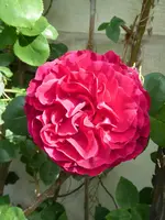 P1030825Kletterrose Thor.webp