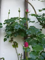 P1030828Kletterrose Coral Dawn.webp