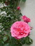 P1030837Kletterrose Rosarium Uettersen.JPG