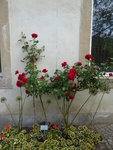P1030839Kletterrose Sympathie.JPG
