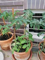IMG_20210606_193824.webp