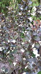 20210606_154857.jpg