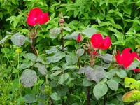 DSC01738.webp