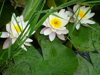 DSC01739.webp