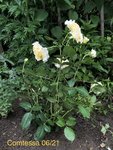 IMG_2025.JPG