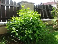 DSC01132.webp